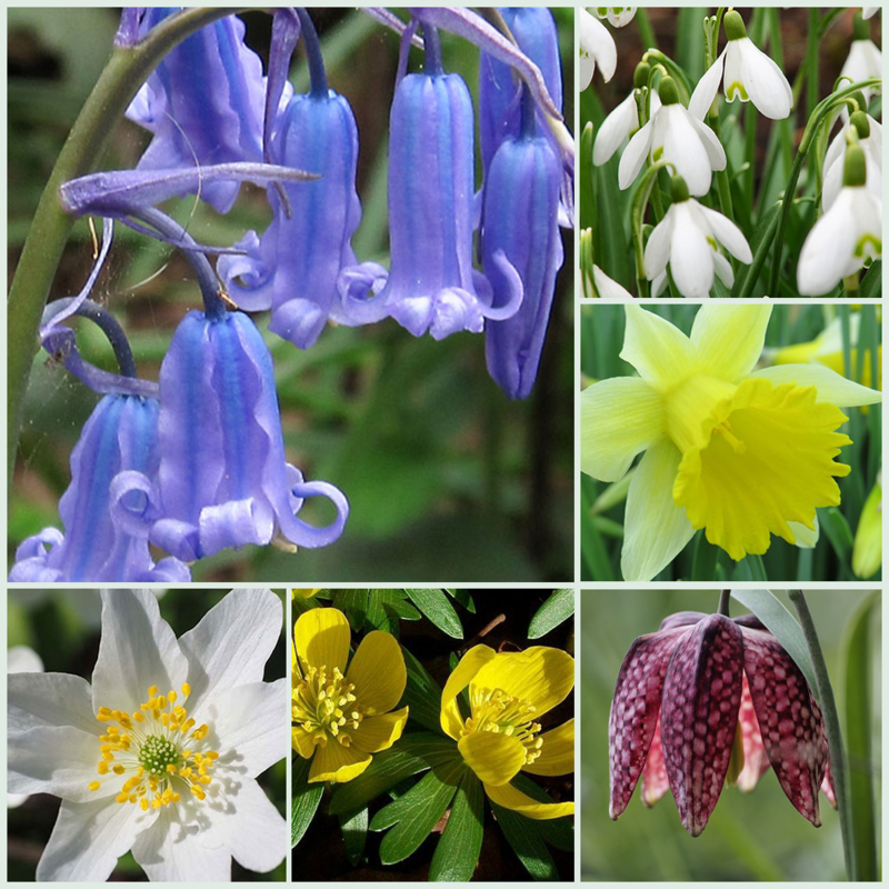 Deluxe Wildflower Bulb 'In The Green' Collection