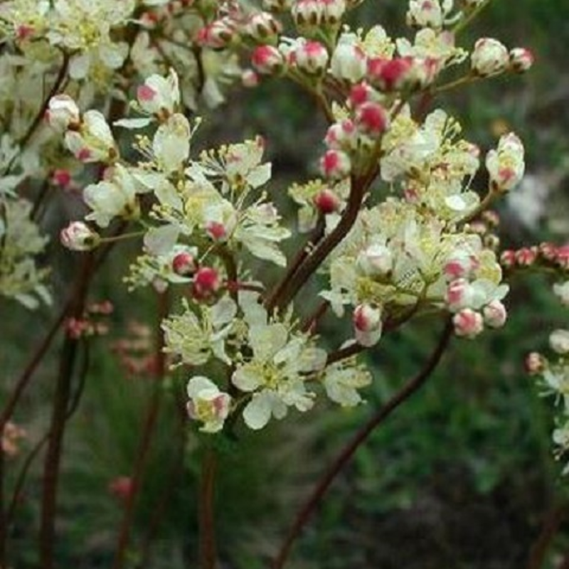 Dropwort Plants (Filipendula vulgaris)