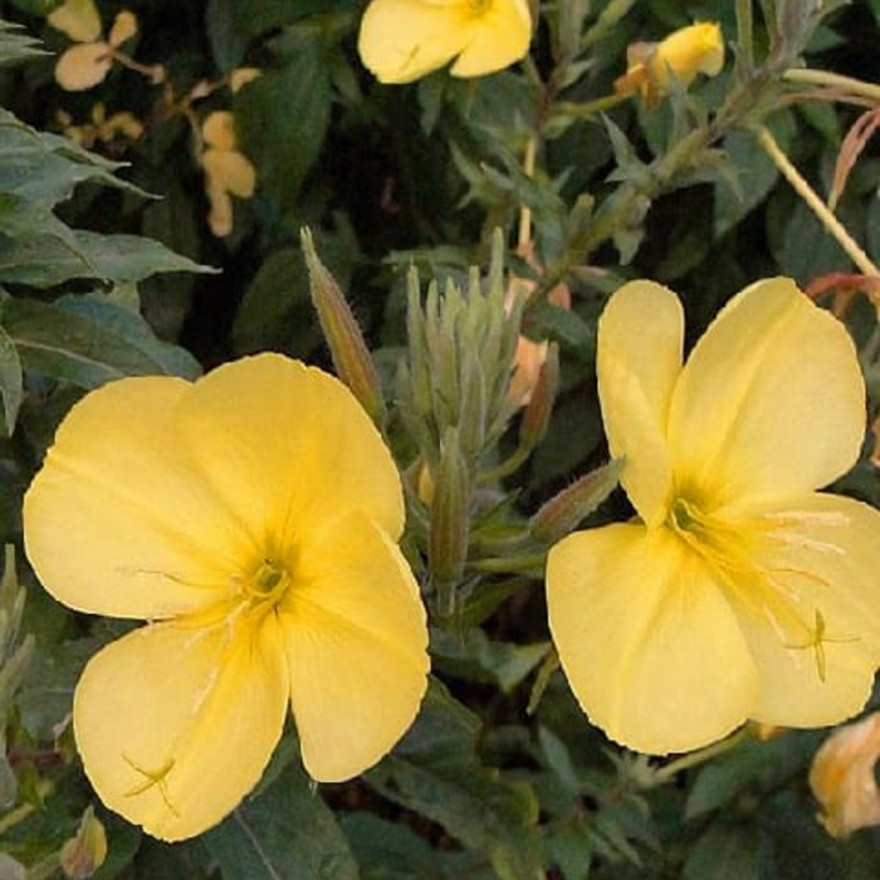 Evening Primrose Plants (Oenothera biennis)