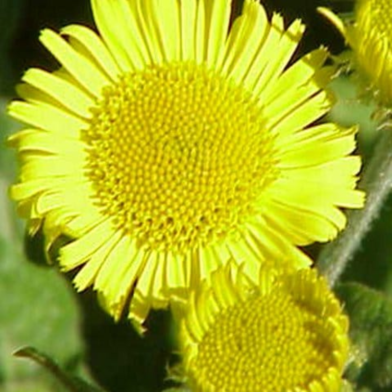 Fleabane Plants (Pulicaria dysenterica)