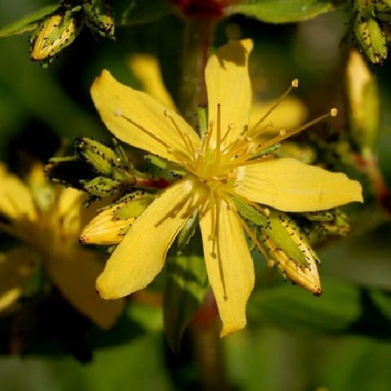 Hairy St Johns Wort Plants Hypericum hirsutum