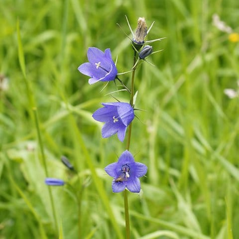 Harebell Plants (Campanula rotundifolia)