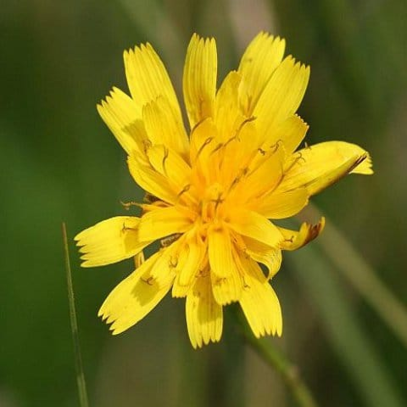 Autumn Hawkbit Plants (Leontodon autumnalis)