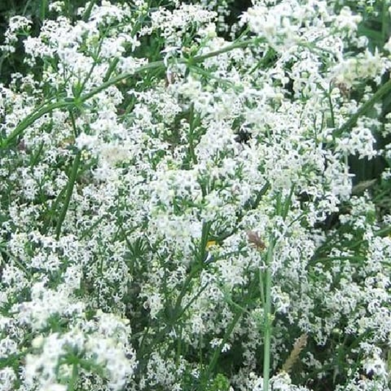 Hedge Bedstraw Plants (Galium mollugo)