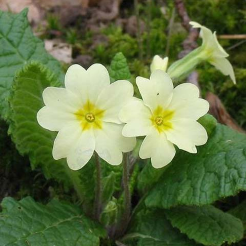 Hedgerow Wildflower Plant Collection