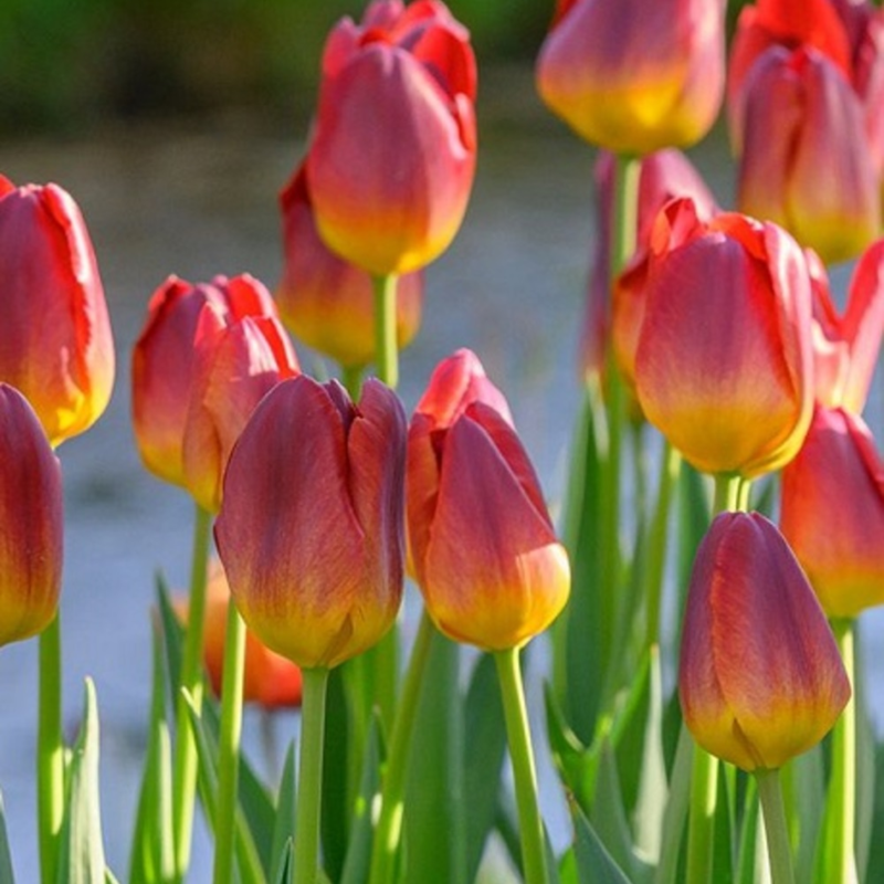 Amber glow tulips
