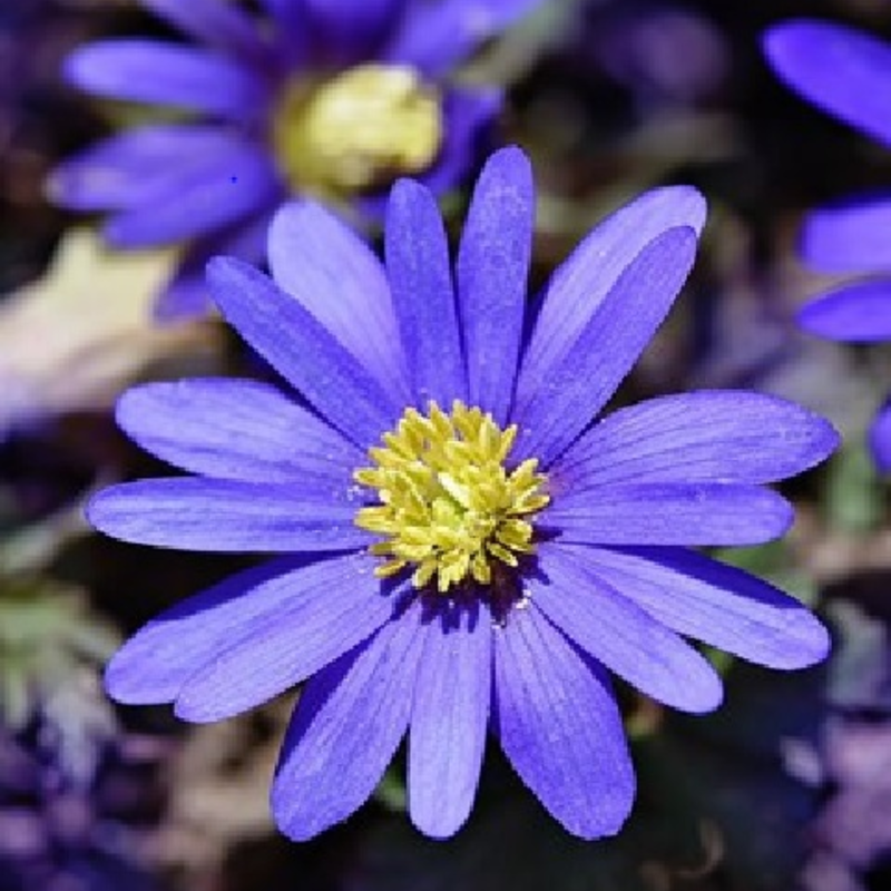blanda blue anemone