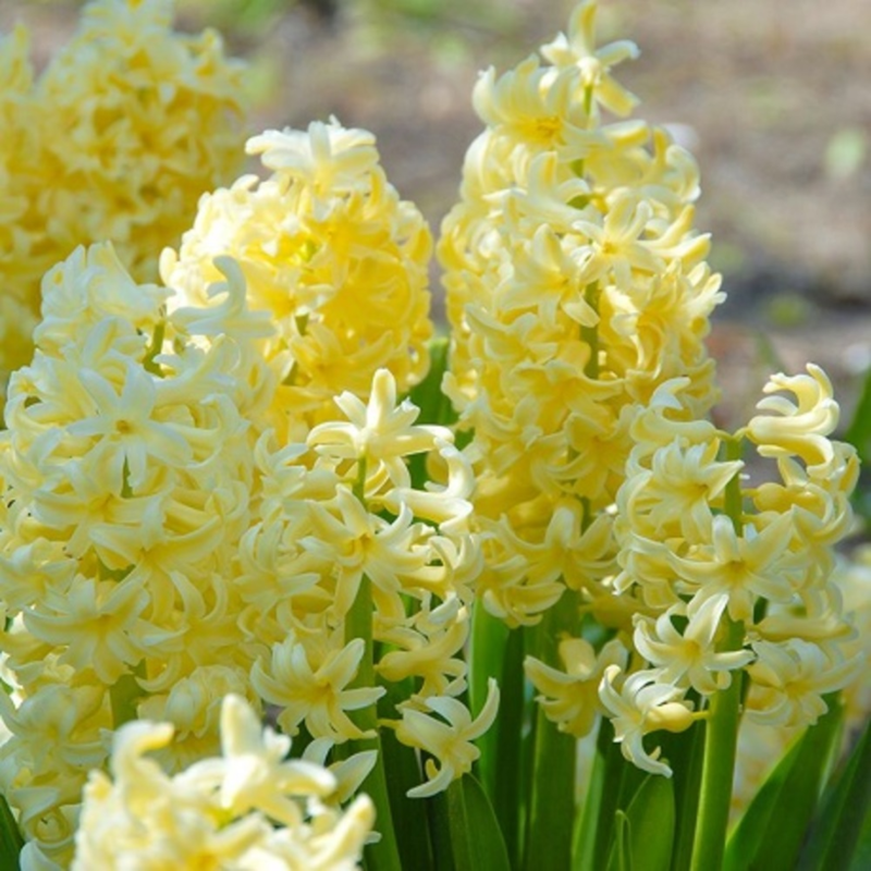 City of Haarlem Hyacinth Bulbs