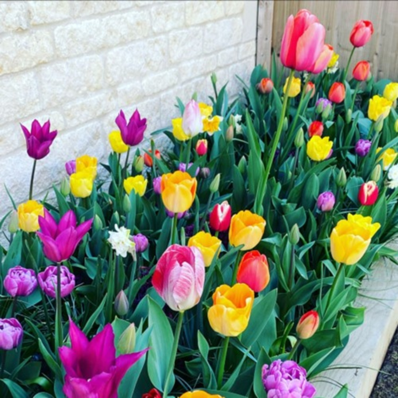 Mixed Colours Tulip Bulbs