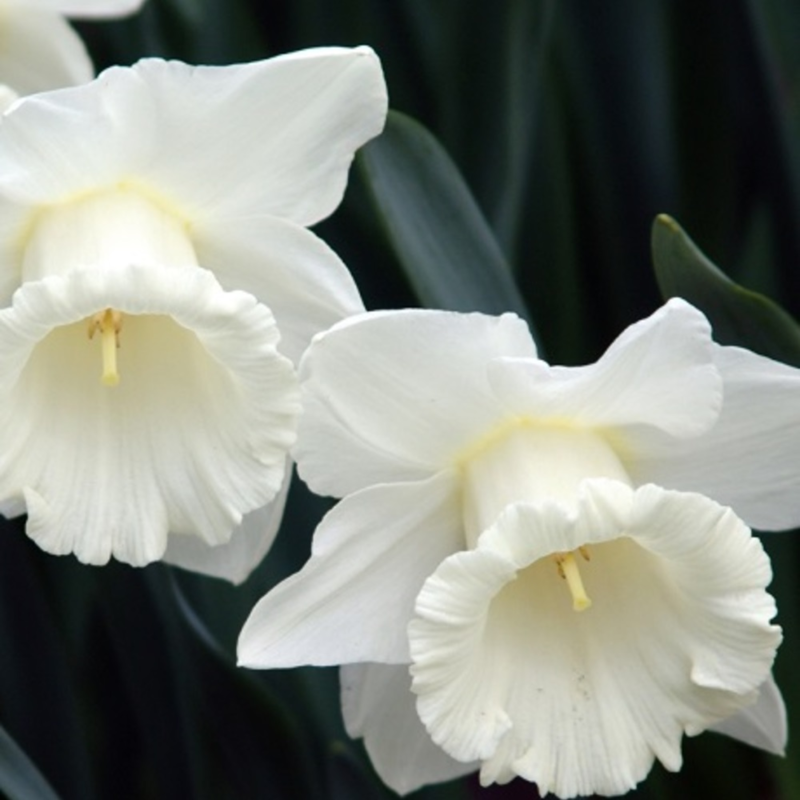 Mount Hood Daffodil Bulbs