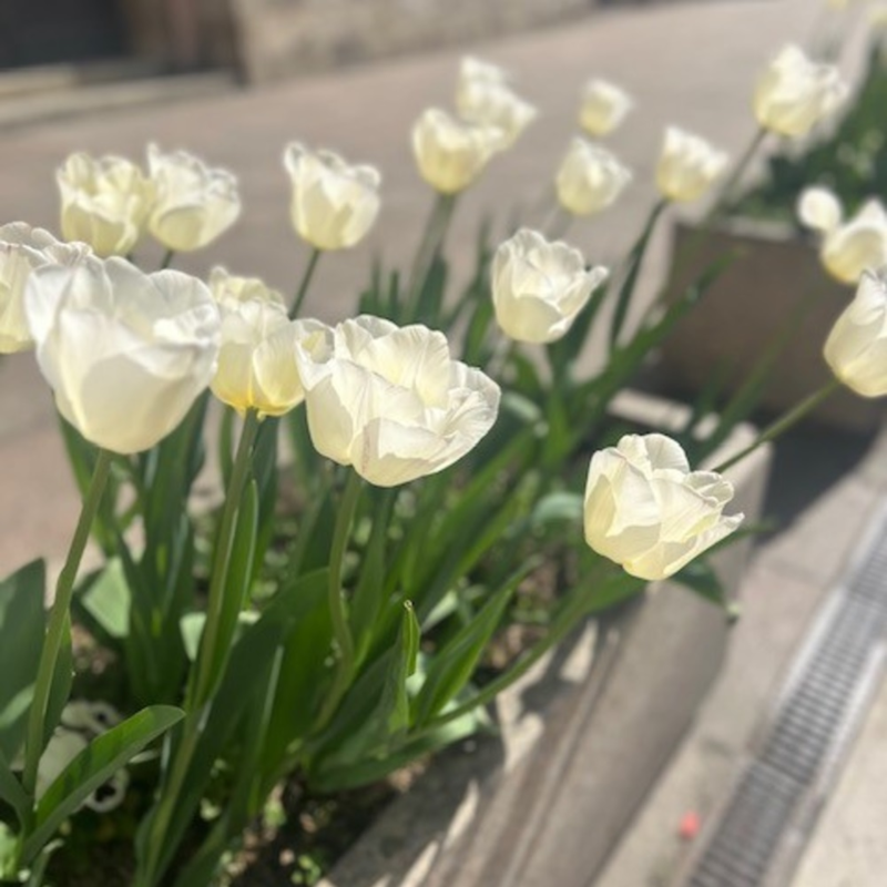 White Dream Tulip Bulbs