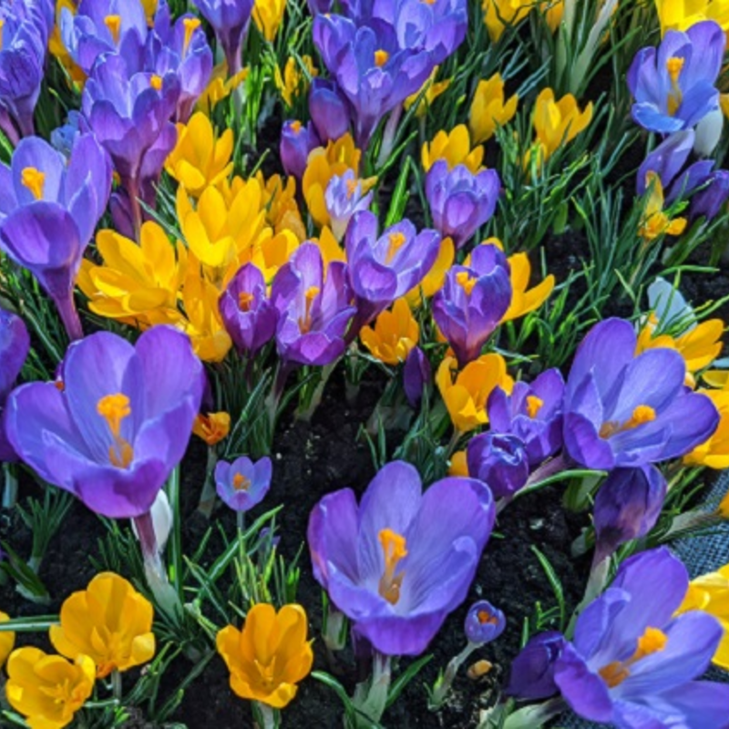 Large Flowering Mixed Crocus In The Green Bulbs