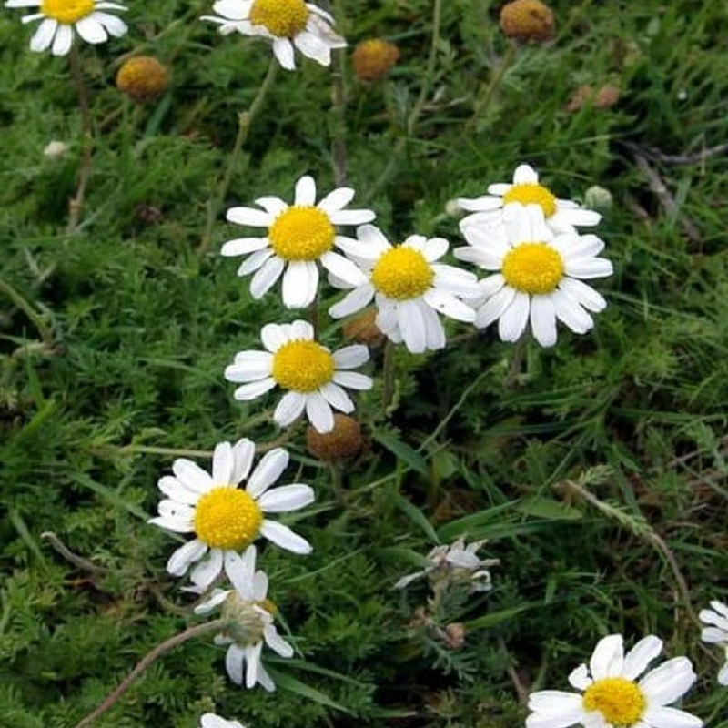 Lawn Chamomile Plants (Anthemis nobilis)