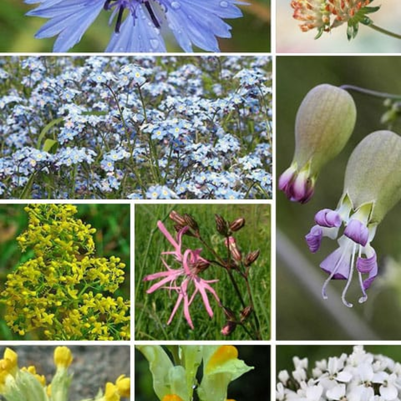 Low Growing Wildflower Seeds LW12M 80/20