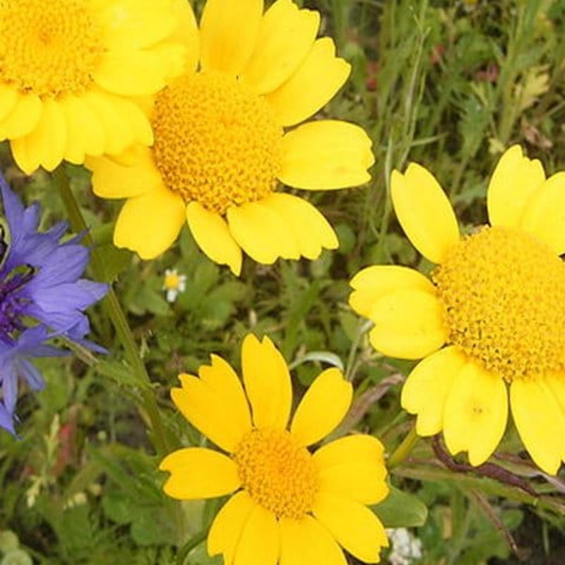 Corn Marigold Seeds (Chrysanthemum segetum)