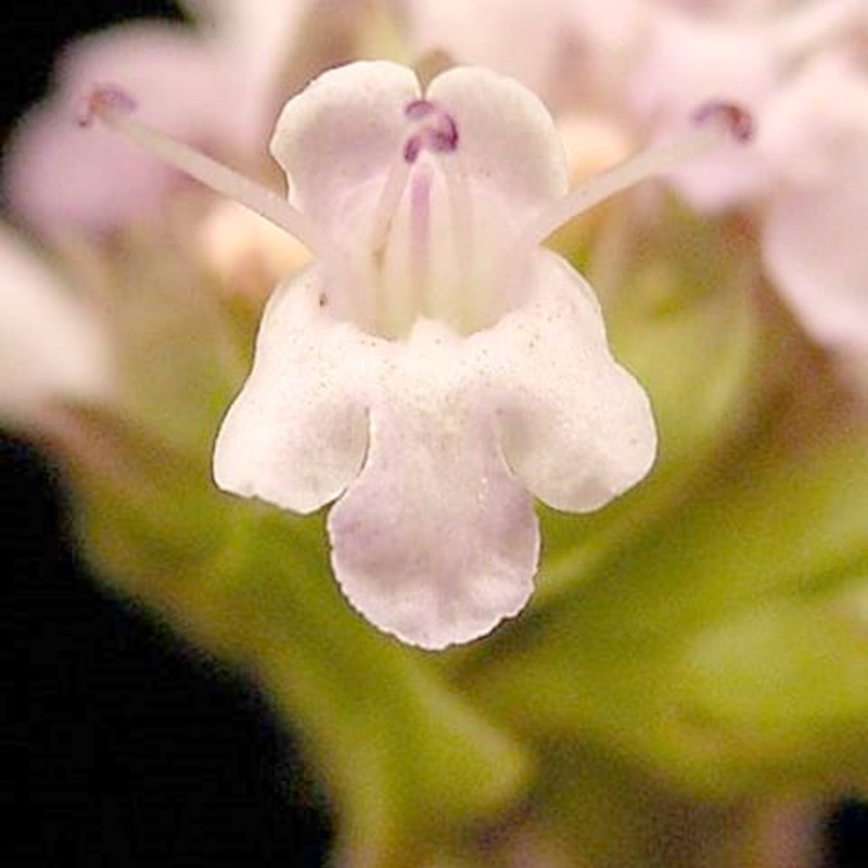 Wild Marjoram Seeds (Origanum vulgare)