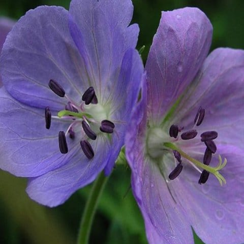 Meadow Cranesbill Plants (Geranium pratense)