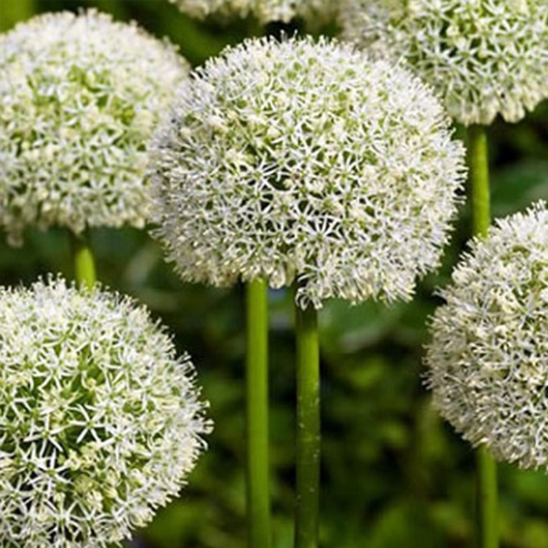 Mount Everest Allium Bulbs