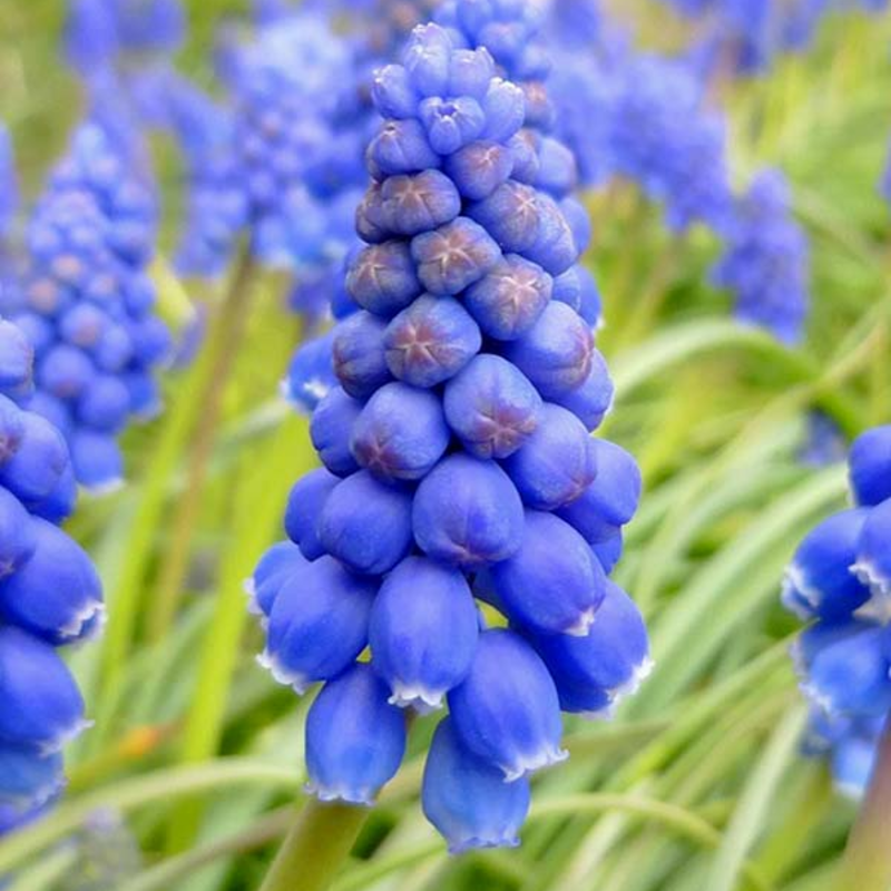 Grape Hyacinth Bulbs (Muscari neglectum)