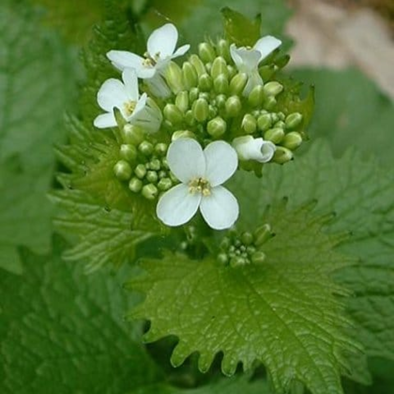 Garlic Mustard Plants (Alliaria petiolata)