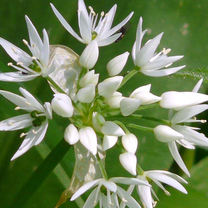 Wild Garlic Bulbs (Allium ursinum)