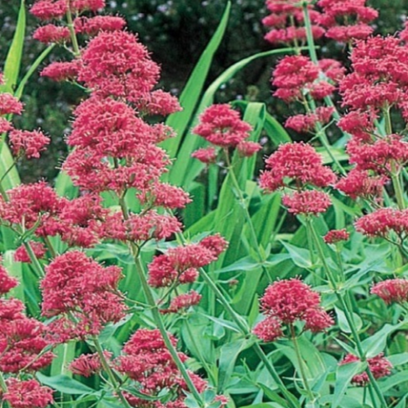 Red Valerian Plants (Centranthus ruber)