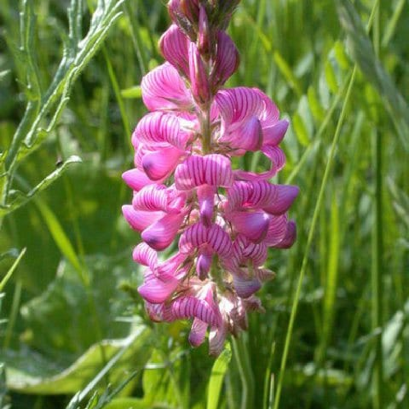 Sainfoin Plants (Onobrychis vicifolia)