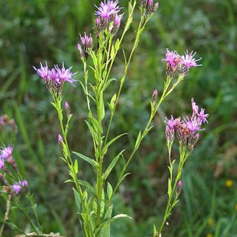 Saw-wort Plants (Serratula tinctoria)