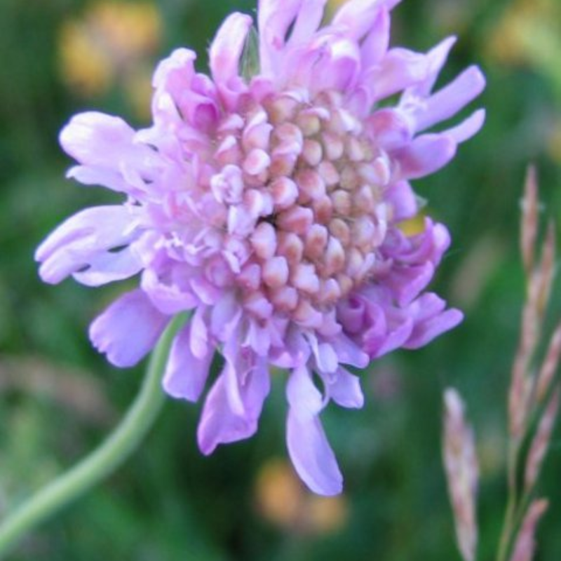 Dry Soils Wildflower Plant Collection