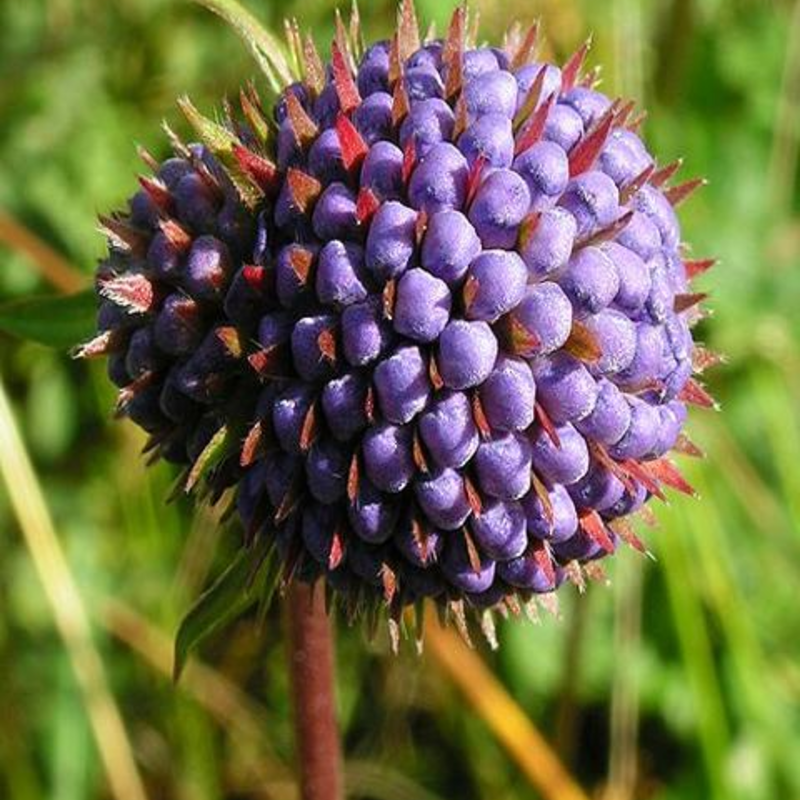 Devil's-bit Scabious Seeds (Succisa pratensis)