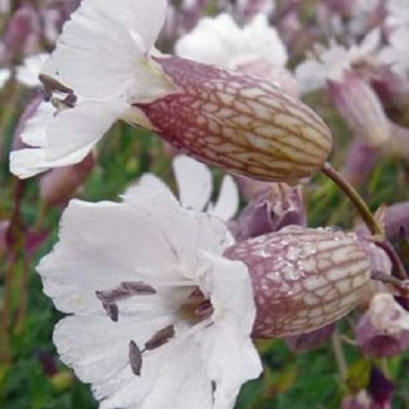 Sea Campion Plants (Silene maritima)