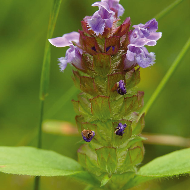 Self Heal Seeds (Prunella vulgaris)