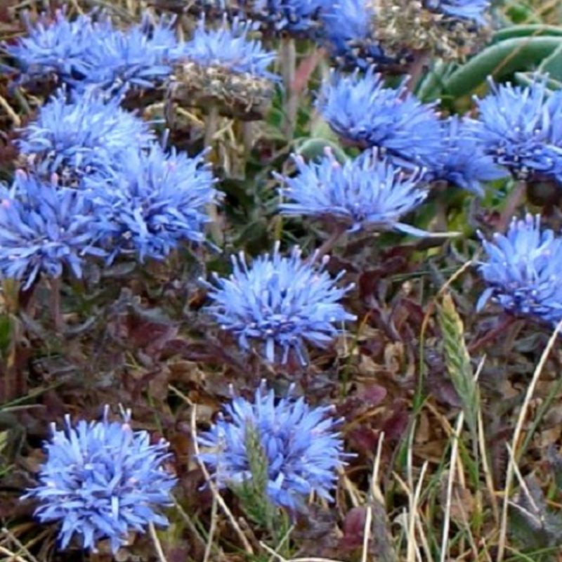 Sheepsbit Plants (Jasione montana)
