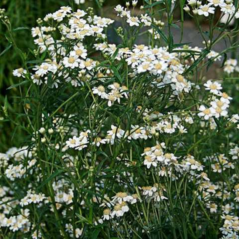 Sneezewort Plants (Achillea ptarmica)