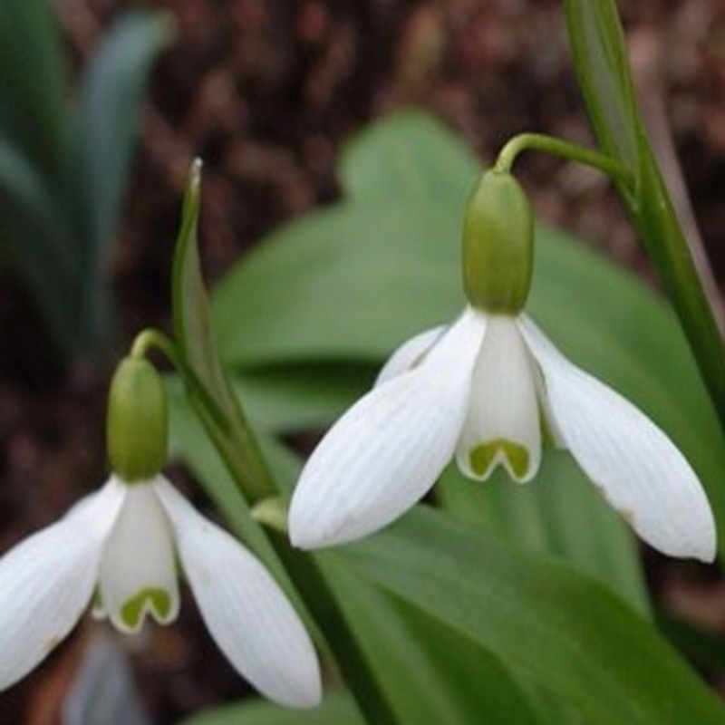 Snowdrop Bulbs (Galanthus ikariae)