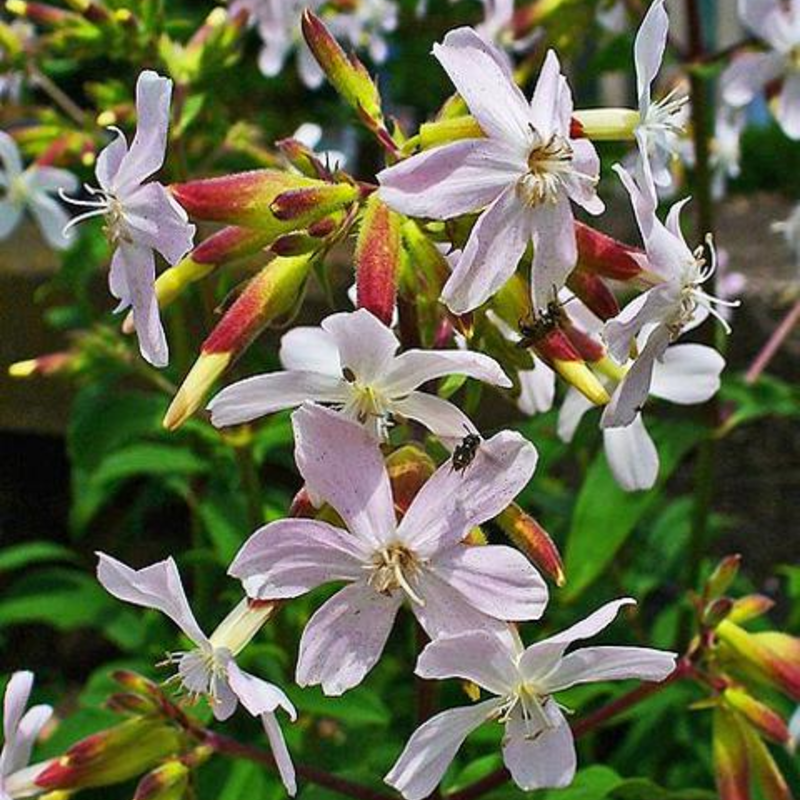 Soapwort Plants (Saponaria officinalis)