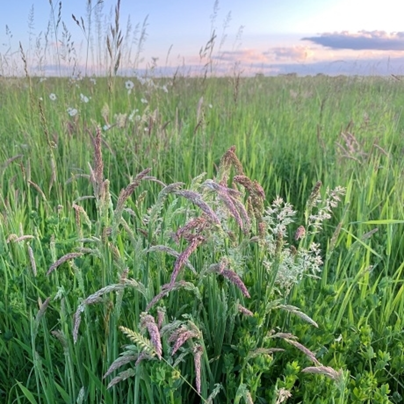 Species Rich Wild Grass Meadow