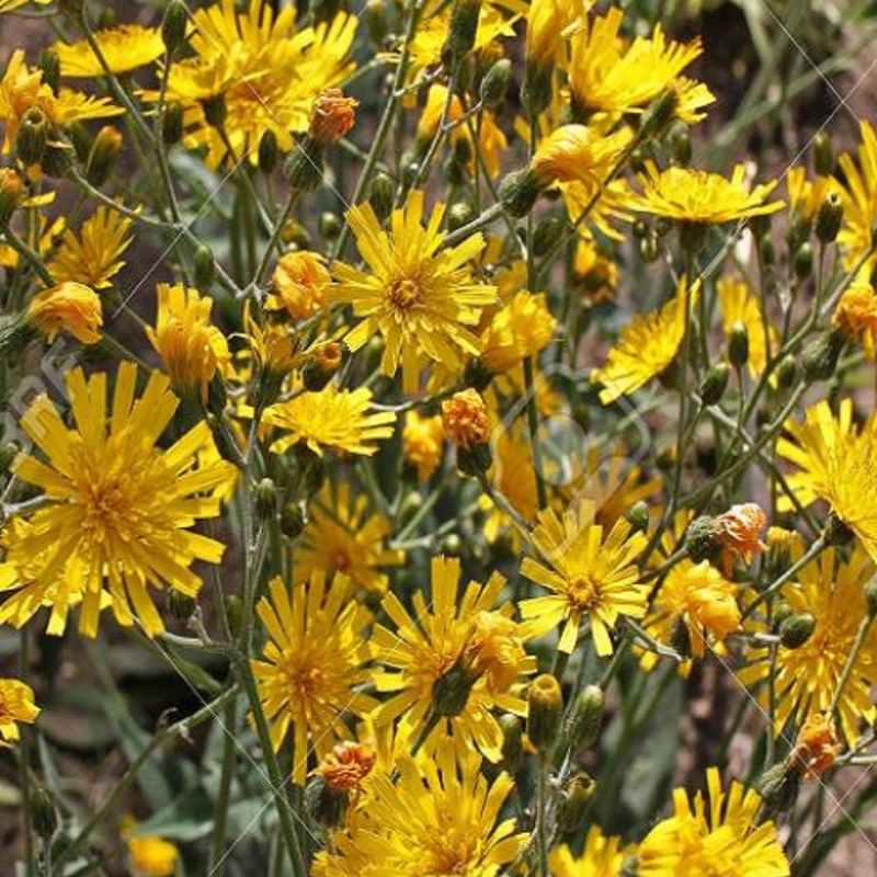 Spotted Hawkweed Plants (Hieracium maculatum)