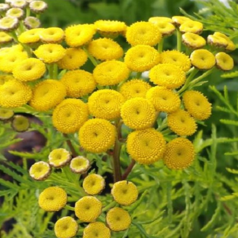 Tansy Plants (Tanacetum vulgare)