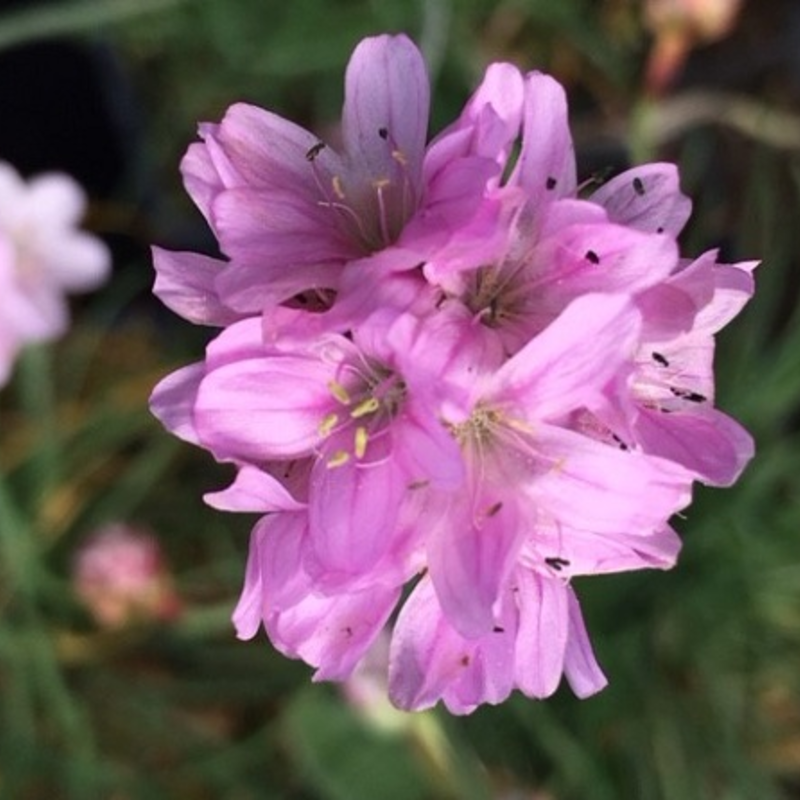 Thrift Plants (Armeria Maritima)