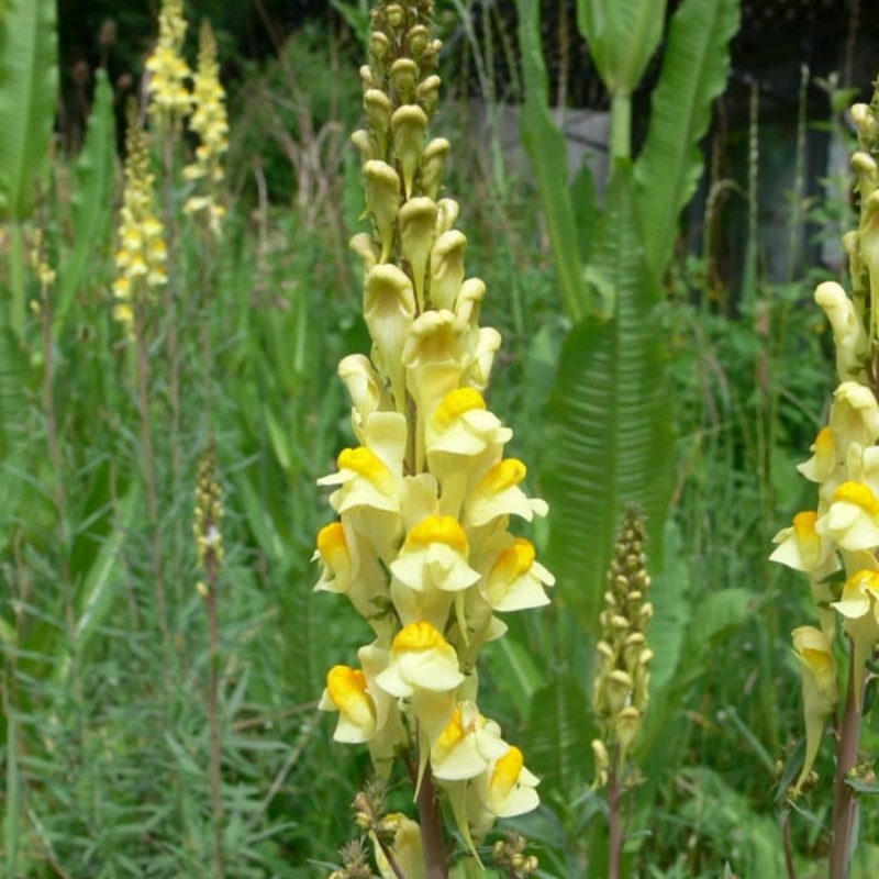 Toadflax Seeds (Linaria vulgaris)