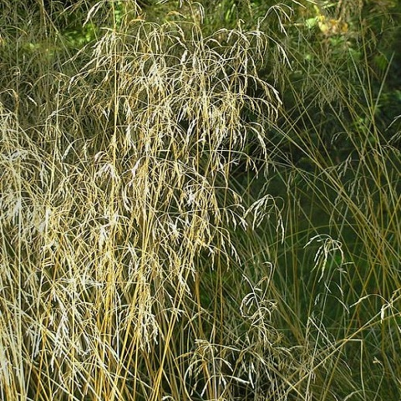 Tufted Hair-Grass Plants (Deschampsia cespitosa)