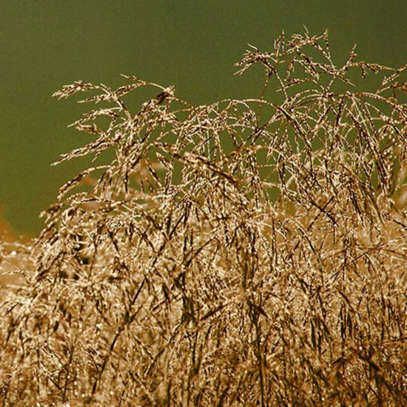 Wavy Hair-Grass Plants (Deschampsia flexuosa)