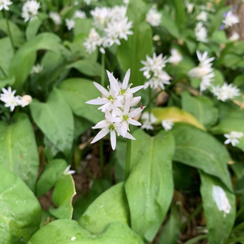 Wild Garlic Bulbs In The Green (Allium ursinum)