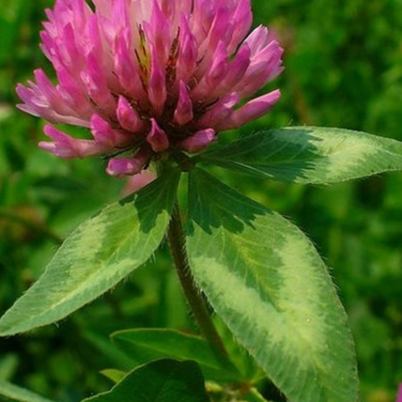 Wild Red Clover