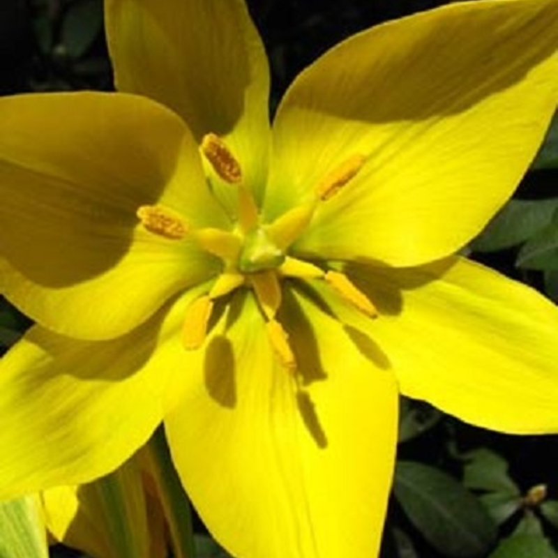 Wild Tulip Bulbs (Tulipa sylvestris)