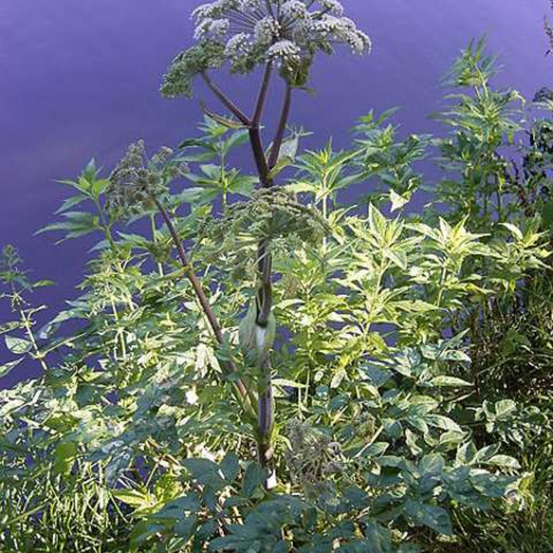Wild Angelica Plants (Angelica sylvestris)
