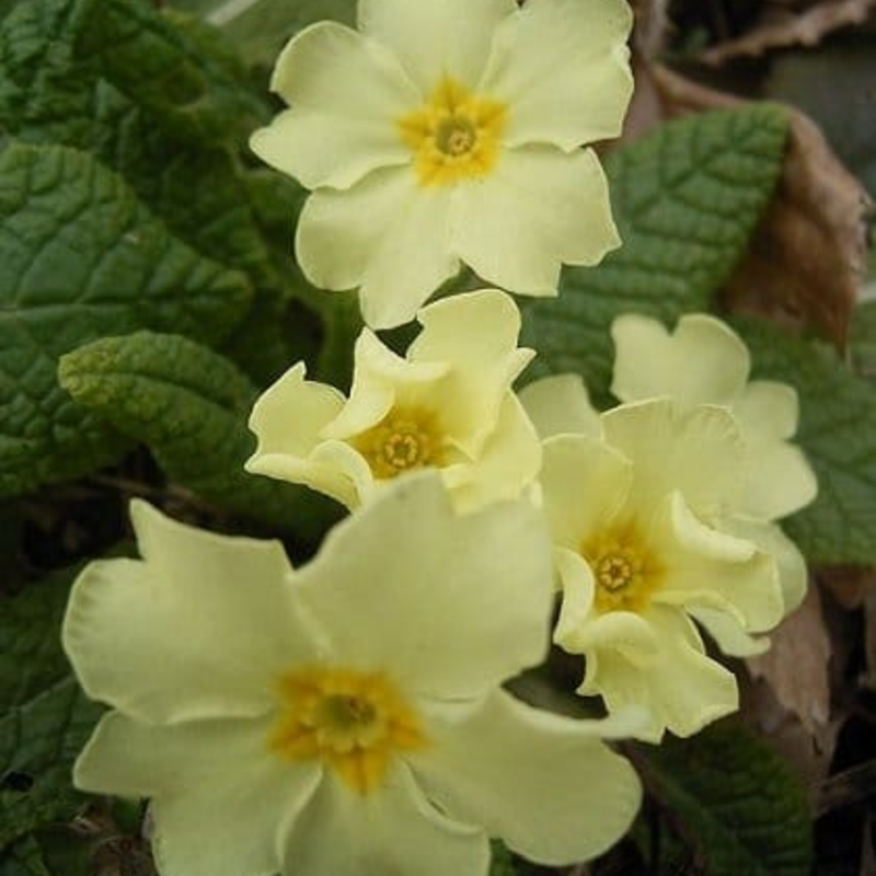Wild Primrose Plants (Primula vulgaris)