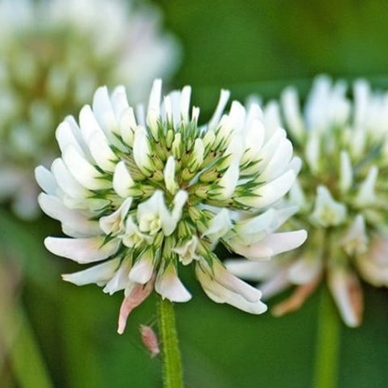 Wild White Clover Plants (Trifolium repens)