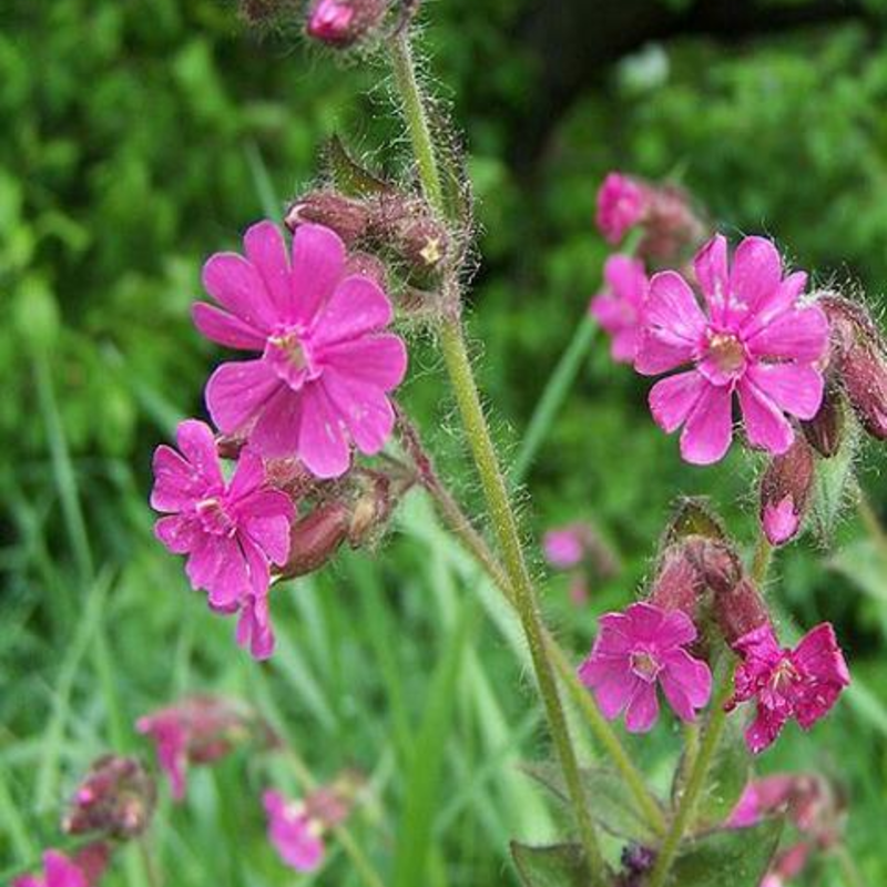 Red Campion Seeds (Silene dioica)